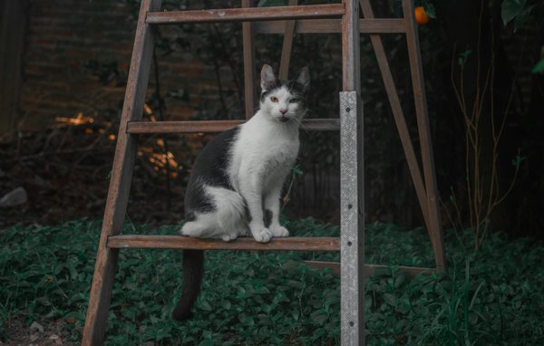 How Are Innovations in Electric Vehicles Transforming the UK Automotive Industry?